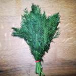 Dill 1 Bund