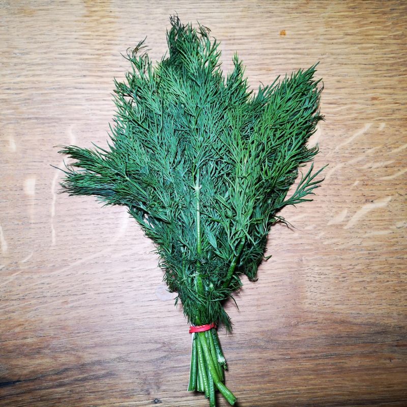 Dill 1 Bund